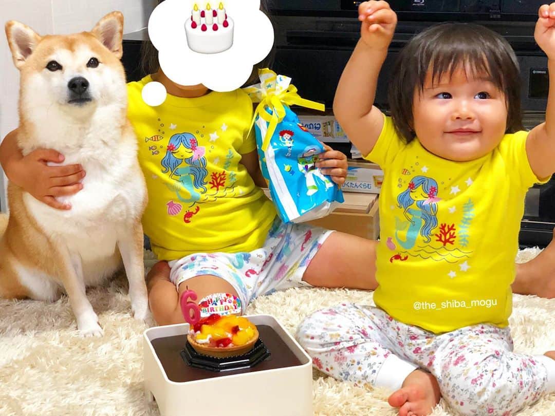 Moguのインスタグラム：「. おかげでさまで昨日6歳になりましたなの。 Happy Birthday to me🐶🎂 #これはみんながもぐを祝っているところであり #もぐが早くケーキを食べたいと思っているところでもあり #撮影者が誰もこっちを見ないなと思っているところである #交錯する想い . @the_shiba_mogu  #柴犬 #shibainu #shiba#赤柴 #redshiba#犬 #dog#しばいぬ#nannydog#犬と子供#子供と犬#柴犬と子供#柴#赤ちゃんと犬#犬と赤ちゃん#柴犬と赤ちゃん#赤ちゃんと柴犬#柴犬のいる暮らし#子守犬」