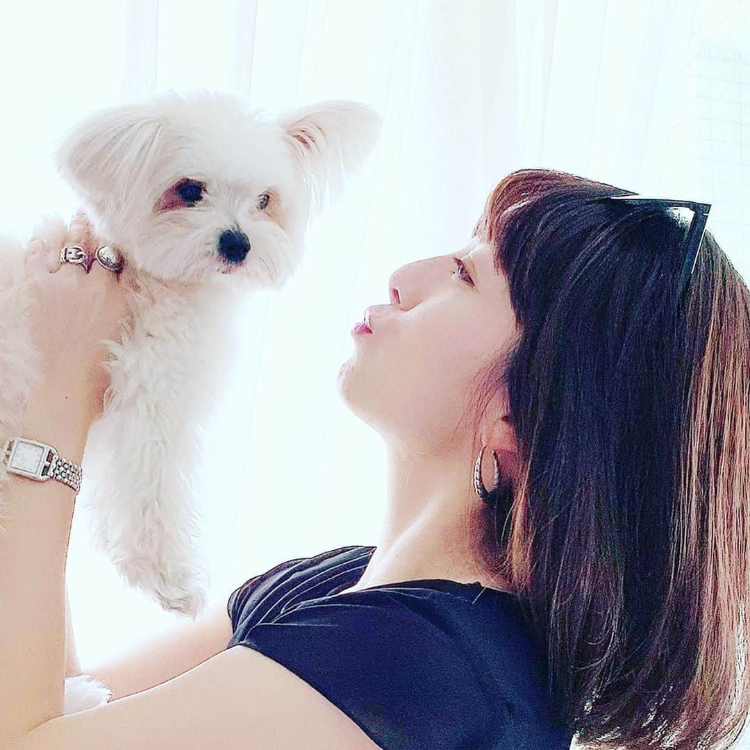 チャン・リーメイのインスタグラム：「う・ち・の・子・記・念・日💖 ✴︎ こうして巡りあってくれて、 ✴︎ ありがとう💓 ✴︎ キミのおかげで人生は100倍楽しくなったョ🤗 ✴︎ ②うちに来たばかりの頃の赤ちゃんボー👶 ✴︎ ③すっかり大人のオトコに成長して、へそ天で眠るボー🤴 ✴︎ これからも、彼にpeacefulな毎日を💕 ✴︎ ✴︎ ✴︎ #うちの子記念日 #犬との生活 #anniversary #pomeranianmix #mommysboy」