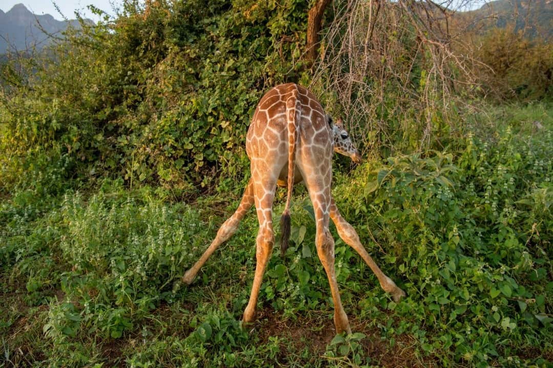 ナショナルジオグラフィックさんのインスタグラム写真 - (ナショナルジオグラフィックInstagram)「Photo by @amivitale / A reticulated giraffe grazes at @r.e.s.c.u.e in northern Kenya. Because their necks are so long, reticulated giraffes must splay their legs in order to reach leaves or water sources on the ground. A variety of hypotheses exist for why giraffe necks are so long. Some say it is to reach high food sources; others say the long neck is the result of sexual selection, and still others suggest these long necks allow them to better cool themselves under the hot African sun.   Giraffe populations have dropped nearly 40 percent in three decades, and reticulated giraffe number fewer than 16,000. The decline is thought to be caused by habitat loss and fragmentation, and poaching, but with the lack of long-term conservation efforts in the past, it's hard to know. Learn more by reading my @natgeo story "How to save the world's tallest animal" at the link in bio.  @giraffe_conservation @sdzsafaripark @thephotosociety #giraffe #giraffes #stoppoaching #kenya #conservation」9月22日 11時35分 - natgeo