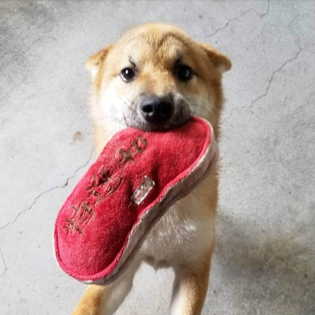 柴犬たま Shibainu Tamaのインスタグラム