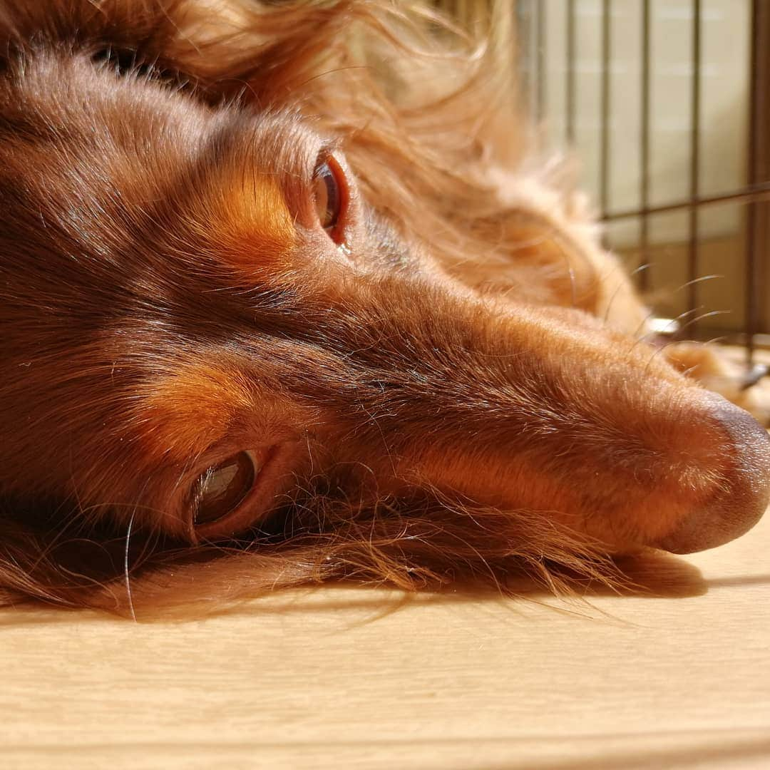 ななこさんのインスタグラム写真 - (ななこInstagram)「お昼寝日和🤤 ※ ※ #犬 #愛犬 #ダックス #カニンヘン　 #dog #dachshund #dogstagram  #doxie #instadog #instadachshund  #petstagram #dachshundsofinstagram」9月22日 11時52分 - nanaco_dachs