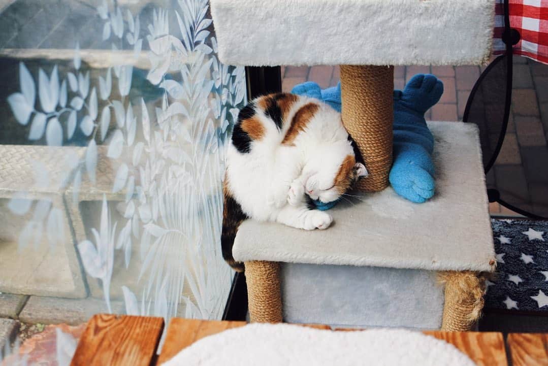 sancheloveのインスタグラム：「身動きとれない夢とか見たりしないのかなあ😺💦うららさん  #狭いところで  #kitty#catstagram#catstagram_japan#petstagram#picneko#instacat#meow#catoftheday#catofworld#ilovemycat#funnycat#猫#ねこ#にゃんこ#みんねこ#にゃんだふるらいふ#ふわもこ部#PECOねこ部#ねこまみれ#ねこ休み展#munchkin#calico#scottishfold#マンチカン#ねこのいる暮らし Urara」