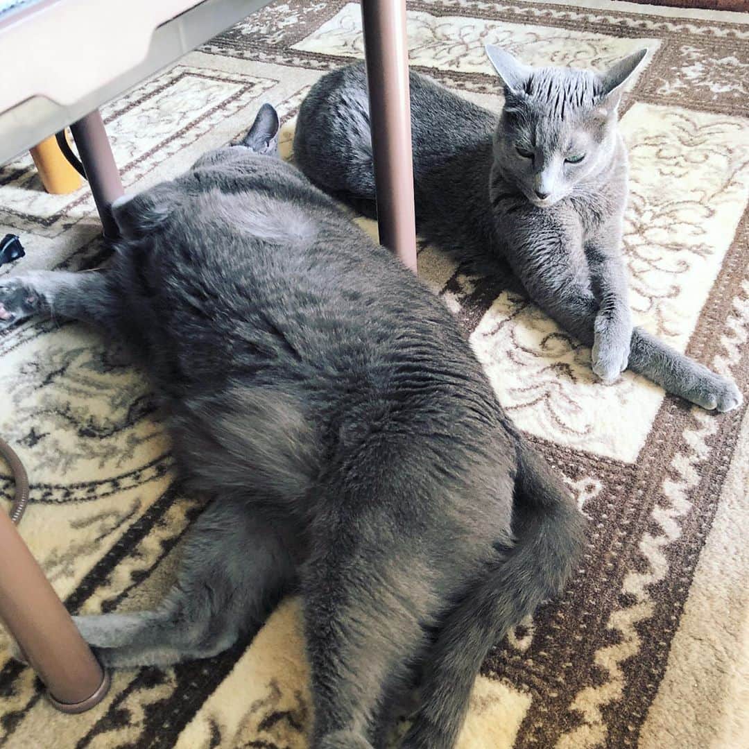 のインスタグラム：「今朝の2人。だらしないこてつ🙀😹🤣 . #sleepycats  #いろんな角度から .  #cat #russianblue #猫 #ねこ #ロシアンブルー #chat  #gato #greycat  #greeneyes #emeraldeyes #ふわもこ部 #にゃんすたぐらむ  #みんねこ  #INSTACAT_MEOWS #catstocker #meowsandwoofs #excellent_cats #meowvswoof #catsofworld #TopCatPhoto  #cutepetclub #IgAnimal_Snaps #cat_features #bestmeow #petoftoday」
