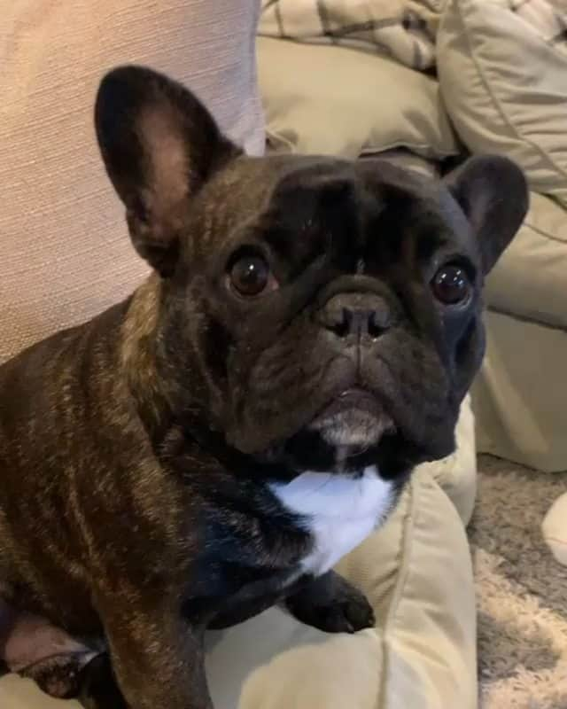 French Bulldogのインスタグラム