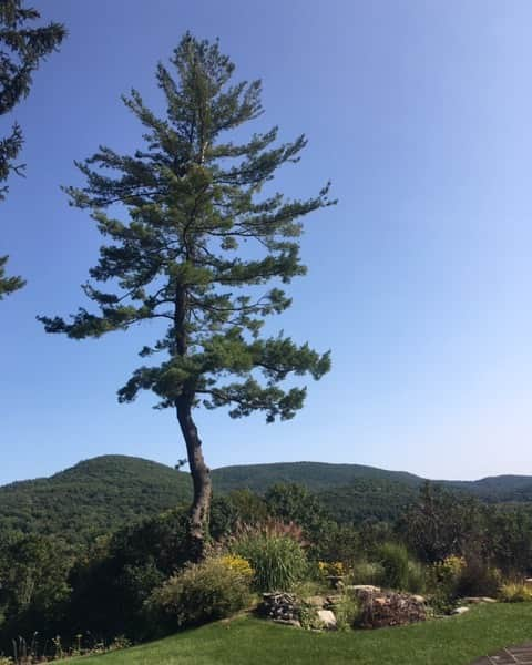 クリス・ノースさんのインスタグラム写真 - (クリス・ノースInstagram)「Tree at my window,window tree-  My sash is lowered when night comes on-  But let there never be curtain drawn between you and me...」9月22日 15時18分 - chrisnothofficial