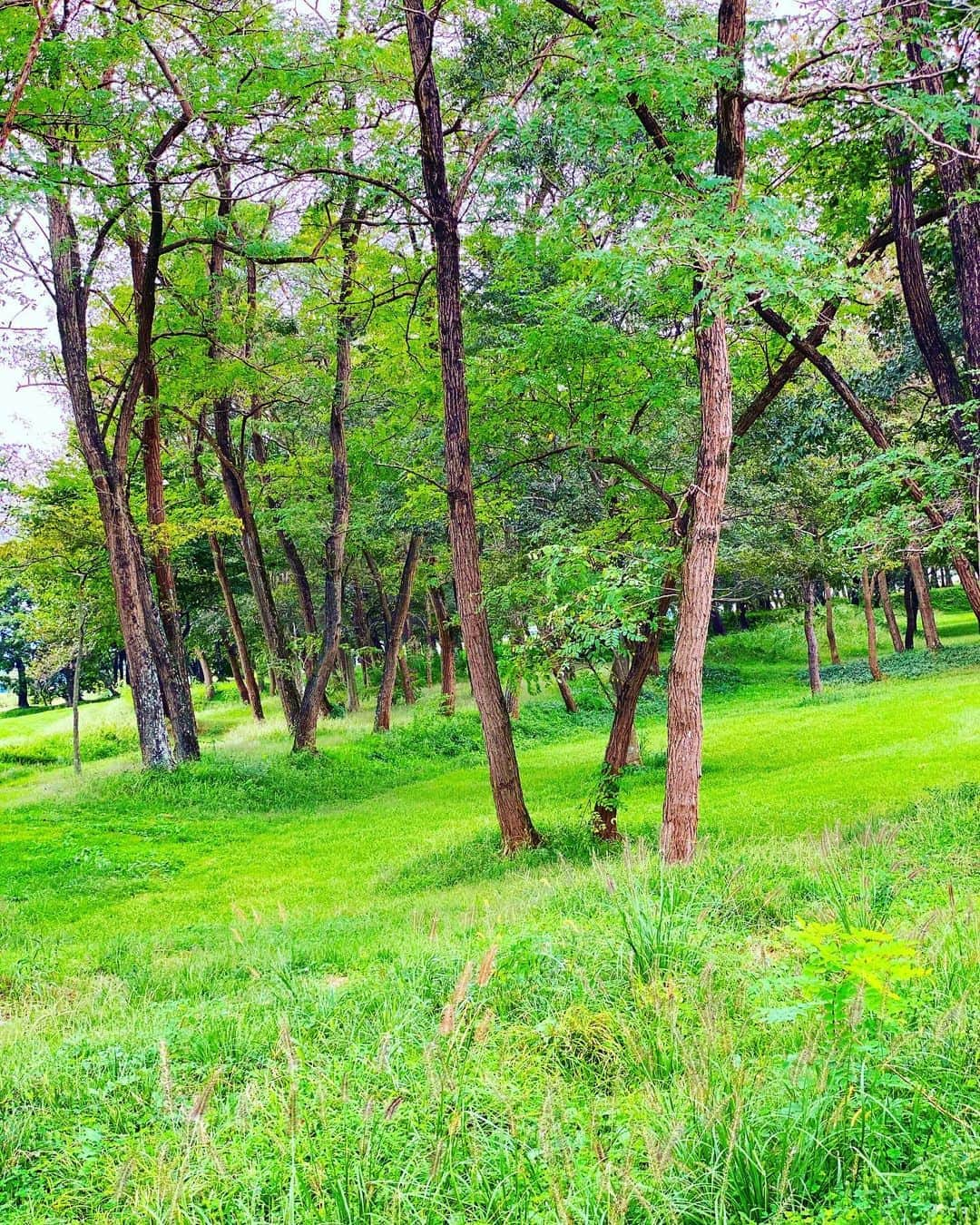 ちゃたさんのインスタグラム写真 - (ちゃたInstagram)「portrait〜公園日和。  お外で食べるおにぎりは美味しい🍙  同級生にあいました。  小さくて相変わらず可愛い！！  そして、今日は公園日和だから遊具が混みまくり。  旦那は自転車の積み下ろし以外は何もせず、ずぅーっとベンチで寝てましたとさぁ。  公園の用意荷物持ち。。。  一人でせわしない。いつもだけど。  風がふいてくれると　イライラも少しは風に流されて飛んでいく気がする！！  にしても、息子と娘は楽しそうだから良しとしよう(^^)  #空 #空撮 #natural#自然 #picnic #ピクニック#おにぎり#子供とお出かけ部 #portraitphotography #park #自然派ママ #sky #風景 #japantrip #photo  #青空 #自然 #fam#ママ撮 #beautifulworld #ポートレート #portraitphotography #green #タビジョ  #緑 #ピクニック日和 #インスタ映えスポット #写真 #公園#お出かけスポット」9月22日 15時19分 - c.h.a.t.a.13