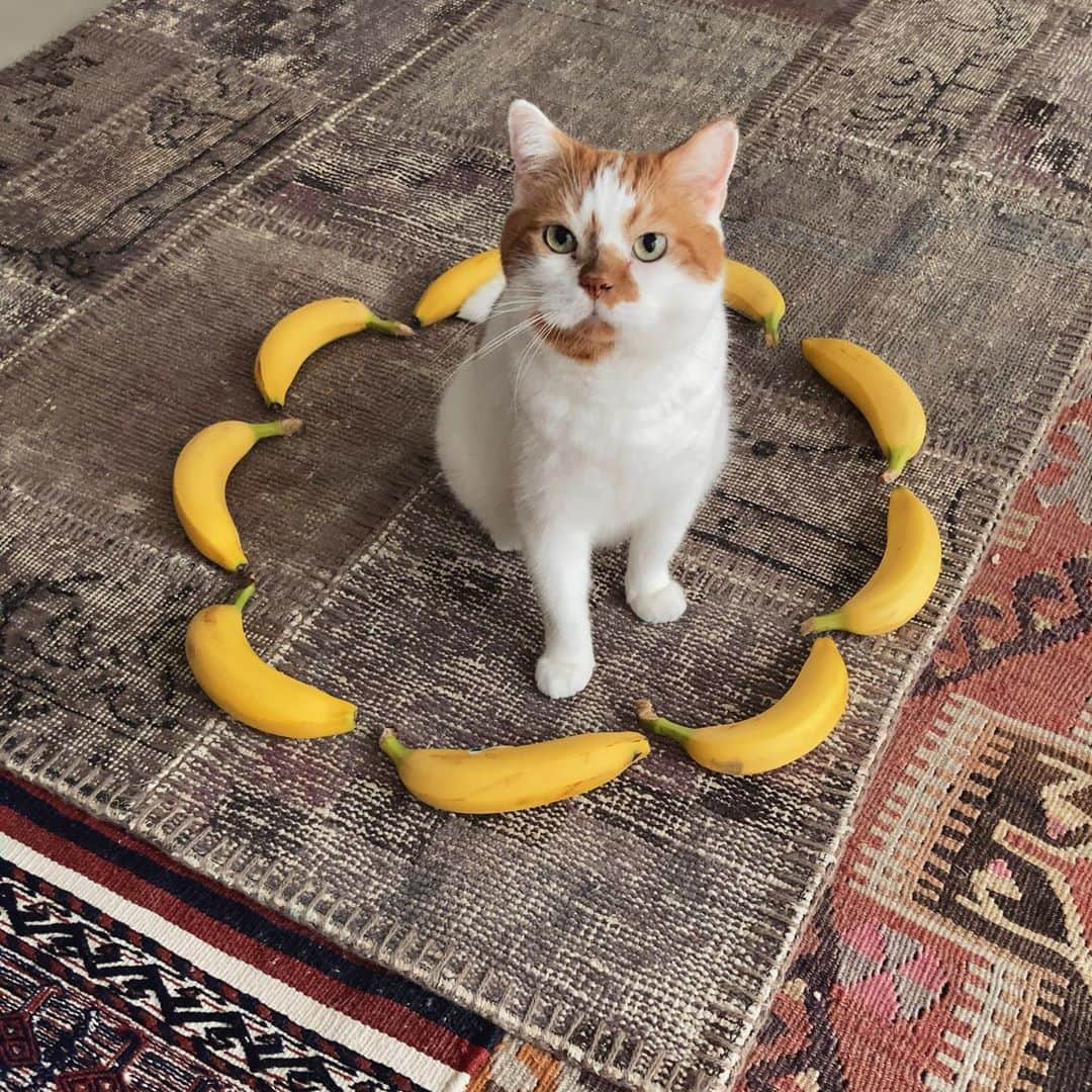 外山輝信のインスタグラム：「これで200円 #バナナのほうね #猫転送装置作ってみた #やさしさバナナ」