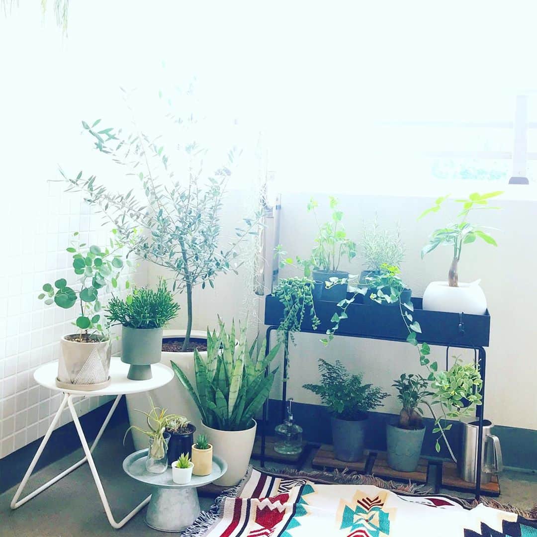 福田葉子さんのインスタグラム写真 - (福田葉子Instagram)「ベランダガーデニングの植え替え作業、キッズ用のツールがちょうどいいことに気が付きました。小さな鉢が多いので、普通のスコップだと大きすぎて土がこぼれちゃう…。 TOOGARDENでネットショッピングしたこれ、小さくて扱いやすくてかわいい。収納容器は全部無印。 休日は朝からせっせと植物の面倒みるのが楽しみのひとつになってきました。 #tool #gardentools #kids #gardening #toogarden #onlineshopping #good #weekend #ガーデニング　#ガーデンツール　#スコップ　#キッズ　#ミニ　#使いやすい　#ベランダガーデニング　#植物　#植物のある暮らし #無印良品」9月22日 15時28分 - yoyoyokoko