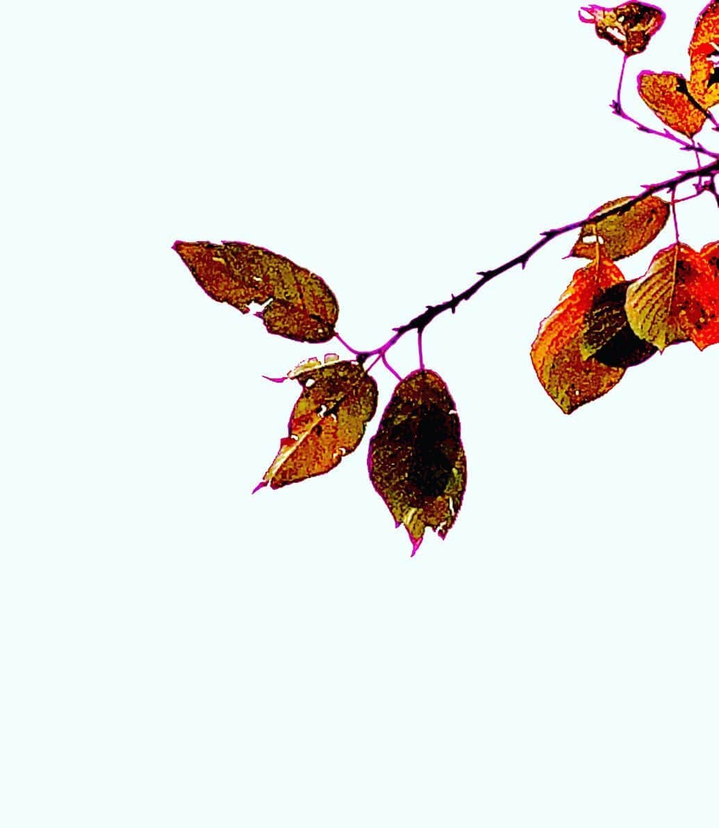 のインスタグラム：「☆☆☆☆☆☆  秋が・・・  そこに・・・  autumn is here  ☆☆☆☆☆☆  #世良公則 #masanorisera #japanesemusician #japaneseartist #autumn #life #秋 #四季」