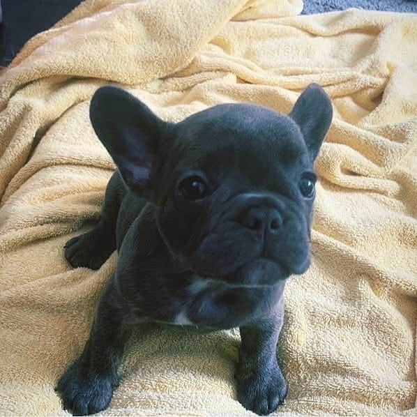 French Bulldogさんのインスタグラム写真 - (French BulldogInstagram)「So cuteee 💙💙💙 @the_threee_nugs . .⁠ .⁠ .⁠ .⁠ #frenchie #frenchieoftheday #französischebulldogge #franskbulldog #frenchbull #fransebulldog #frenchbulldog #frenchiepuppy #dog #dogsofinstagram #americanbully #puppy #puppylove #bully #bulldog #bullyinstafeature #bulldogfrances #フレンチブルドッグ #bulldogs #pug #englishbulldog #frenchyfanatics #frenchiesgram #frenchbulldogsofinstagram #frenchiesoverload #ilovemyfrenchie #batpig #buhi#frenchie #frenchieoftheday #französischebulldogge #franskbulldog #frenchbull #fransebulldog #frenchbulldog #frenchiepuppy #dog #dogsofinstagram #americanbully #puppy #puppylove #bully #bulldog #bullyinstafeature #bulldogfrances #フレンチブルドッグ #bulldogs #pug #englishbulldog #frenchyfanatics #frenchiesgram #frenchbulldogsofinstagram #frenchiesoverload #ilovemyfrenchie #batpig #buhi」9月22日 15時59分 - frenchie.world