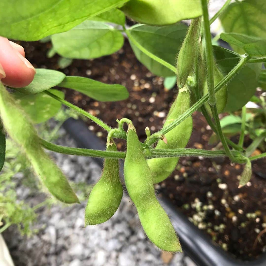 大湯みほさんのインスタグラム写真 - (大湯みほInstagram)「………… 週末に✨プチ収穫祭🥒🥕🍅をしました〜🙌 ・ 夏前に種植え🌱をして、青虫🐛と戦いながら…お水をやったりして、愛情たっぷり込めて育てた野菜たち😌まだ、収穫するにはサイズが小さかったけど…味はし〜っかり濃い野菜の味がして、とっても美味しかったです❣️つぎは…ほうれん草🥬とバジルか…葉っぱ系を植えてみたいです！ ・ #ガーデニング　#家庭菜園 #オーガニック　#完全無農薬 #栄養が足りなかったかな　#プランターが少し小さかったかな #農業　#学び　#土　#肥料 #いろいろ試してる　#青虫🐛との格闘　#大きくなぁれ　#野菜 #ベジタブル　#vegetable #healthy #organic #nukazuke #ぬか漬け　#ぬか漬けマイスター　#大湯みほ」9月22日 16時09分 - nukazukemiho0320