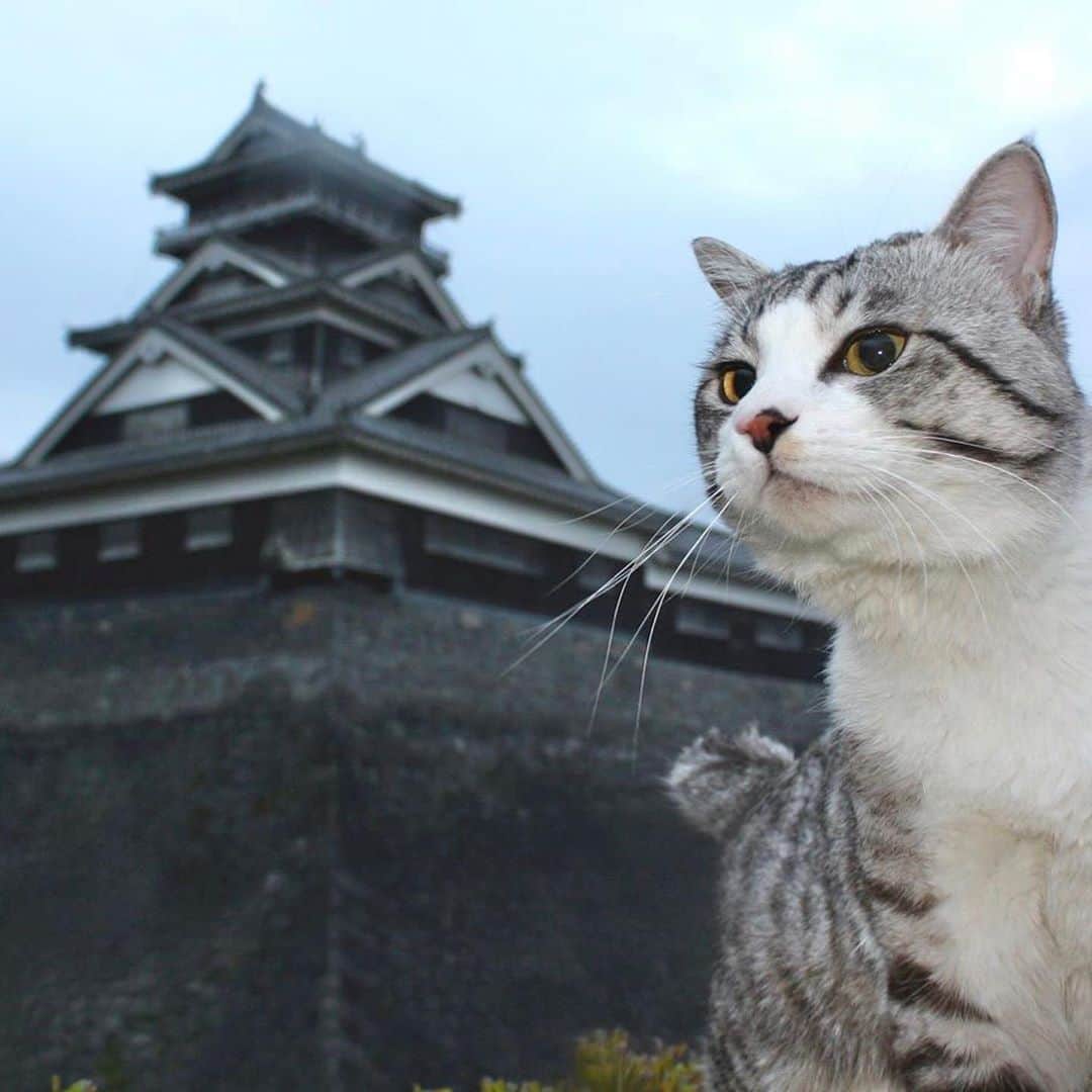 Nyankichi Noranekoさんのインスタグラム写真 - (Nyankichi NoranekoInstagram)「過去にタイムスリップができたなら、殿様になって天守閣からパトロールをしたいにゃり😸  如果可以踏上時光旅行回到過去，我想成為藩主大人從天守閣開始巡邏喵哩😸  If I could go back to the past through time travel, I want to be a lord and patrol from the castle tower meow 😸  #猫 #cat #고양이 #แมว #貓 #кошка #wats #chat #ニャンスタグラム #gato #catsofinstagram #ねこ部 #旅猫 #cats #aso #japan #猫写真 #ねこ #seekor #ネコ #kitty #パトロール #kucing #kucinglucu #お城 #中津城 #大阪城 #名古屋城 #熊本城 #鶴ヶ城」9月22日 16時03分 - noraneko_nyankichi