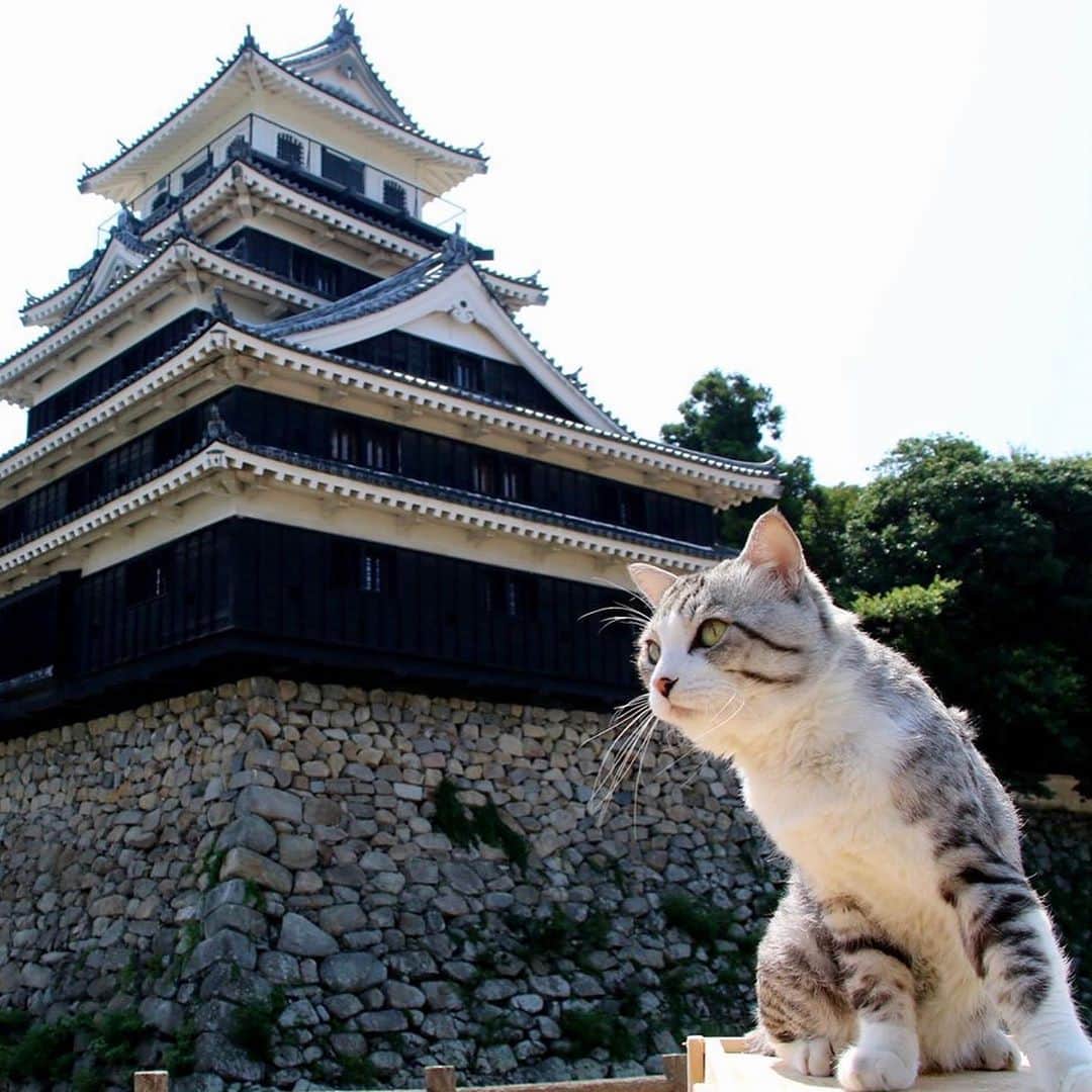 Nyankichi Noranekoさんのインスタグラム写真 - (Nyankichi NoranekoInstagram)「過去にタイムスリップができたなら、殿様になって天守閣からパトロールをしたいにゃり😸  如果可以踏上時光旅行回到過去，我想成為藩主大人從天守閣開始巡邏喵哩😸  If I could go back to the past through time travel, I want to be a lord and patrol from the castle tower meow 😸  #猫 #cat #고양이 #แมว #貓 #кошка #wats #chat #ニャンスタグラム #gato #catsofinstagram #ねこ部 #旅猫 #cats #aso #japan #猫写真 #ねこ #seekor #ネコ #kitty #パトロール #kucing #kucinglucu #お城 #中津城 #大阪城 #名古屋城 #熊本城 #鶴ヶ城」9月22日 16時03分 - noraneko_nyankichi