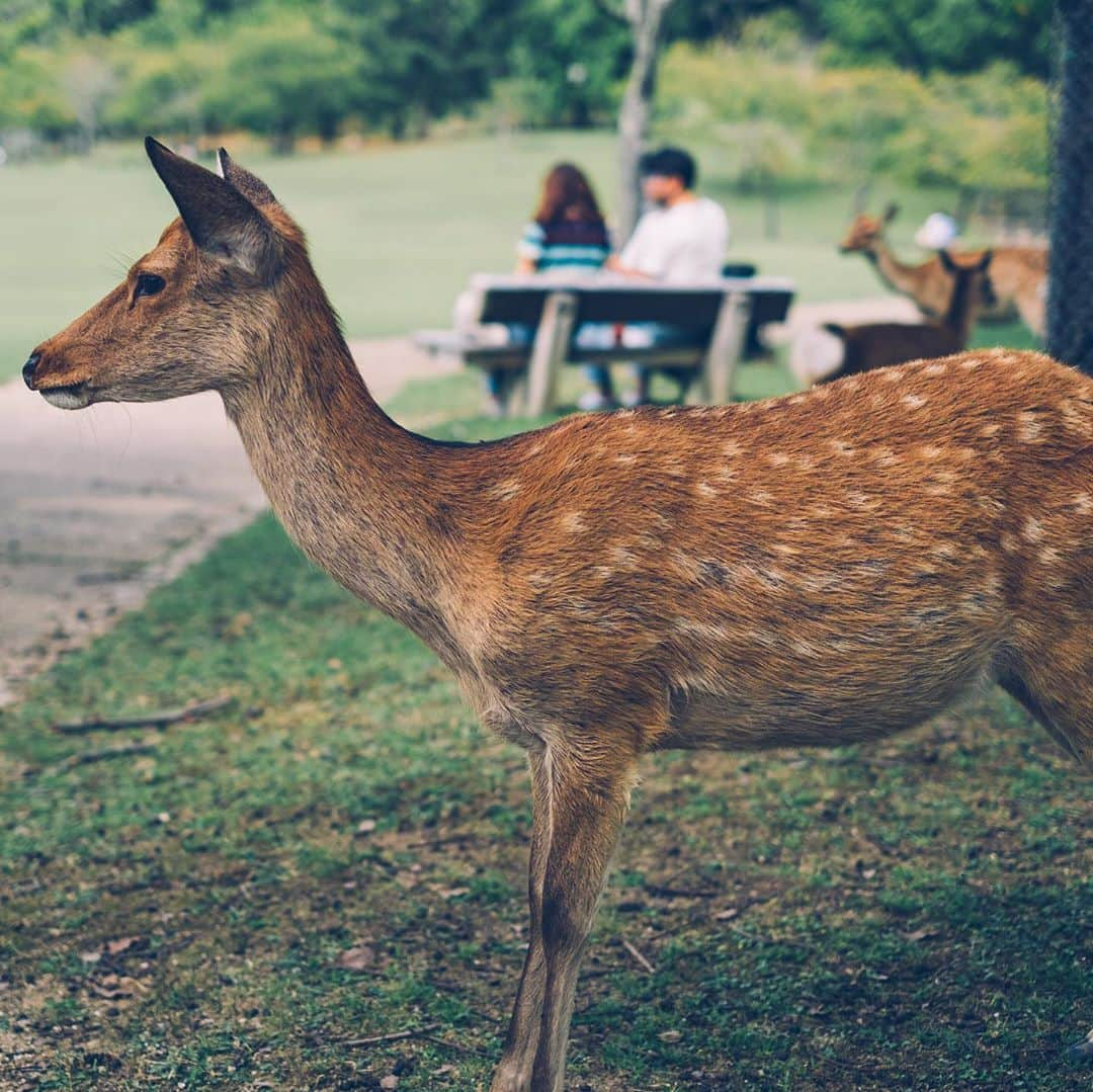 アンソニーのインスタグラム：「鹿さんが好き過ぎる。 シカ煎餅、3セットも買ってもうたわ。  #fujixt30 #xt30 #xf35mmf14 #fujifilm_global #fujifilm #myfujifilm #fujifilmxseries #fujifilm_xseries #fujilove #myfujilove #fujifilmphotography #fujifilmglobal #fujifilm_xseries #fujinon #photography #camera #今日もx日和 #smallrig #奈良公園 #奈良観光」