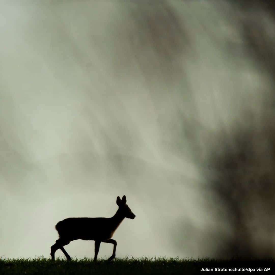 ABC Newsさんのインスタグラム写真 - (ABC NewsInstagram)「Deer walks across a field under ominous skies in Gleidingen, Germany. #deer #animals」9月22日 16時44分 - abcnews