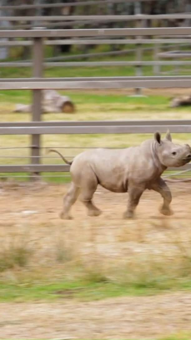 タロンガ動物園のインスタグラム