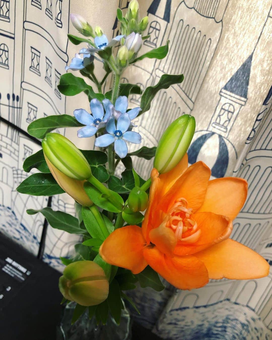 初嶺麿代さんのインスタグラム写真 - (初嶺麿代Instagram)「自宅のお花💐変えました〜 オレンジ🧡のお花が気に入って購入。 #スカシユリ #オレンジココット  #癒される時間  #憩の空間  #お花のある暮らし」9月22日 17時27分 - hatsunemayo