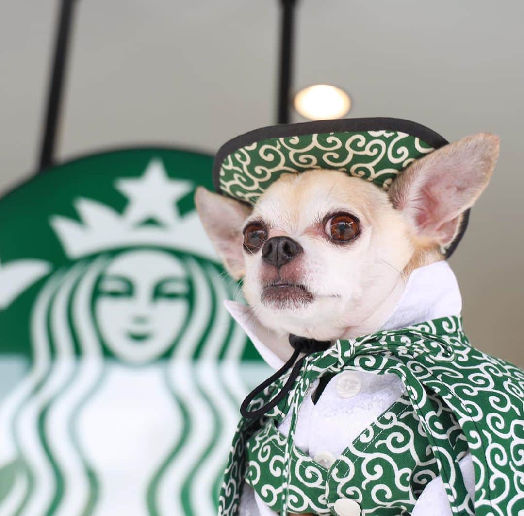 紋次郎さんのインスタグラム写真 - (紋次郎Instagram)「New design of Starbucks 🤣 スタバのデザイン変えてみない？🤣  #dog#dogstagram#instadog#chihuahua#barkbox#mydogiscutest#buzzfeed#dog_features#fluffypack#barkpack#dogsofinstaworld#dogsofinstagram#犬#チワワ#手作り#handmade#着物#fashion#紋次郎一家#チーム茶#ふわもこ部#igersjp#peco犬部#dogsofinstagram#dogfashion #starbucks #スタバ」9月22日 17時36分 - montjiro