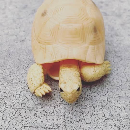 赤荻百華のインスタグラム：「亀🐢亀🐢亀🐢❤︎‥‥‥   #reptile   #リクガメ   #ケヅメリクガメ   #ガチャガチャ」