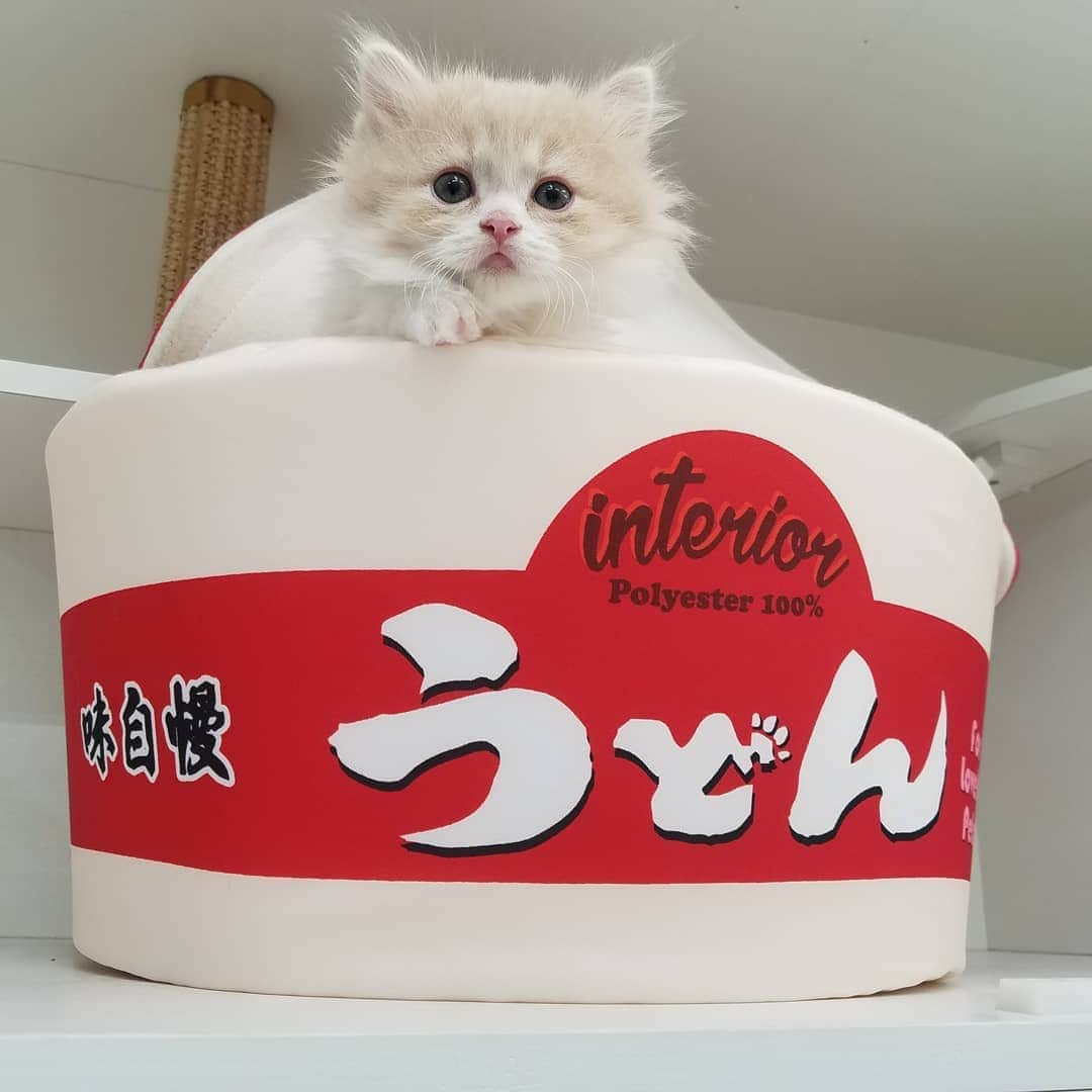 マンチカン(munchkin)キャットファーム大谷さんのインスタグラム写真 - (マンチカン(munchkin)キャットファーム大谷Instagram)「お客様にゃんこちゃん❤ #キャットファーム大谷#まんちかん#マンチカン#ネコ#こねこ#にゃんこ#猫ちゃん#ねこ部#ニャンスタグラム#猫#ねこ#子猫#モフモフ#モフモフねこ#ミヌエット#短足#ねこすたぐらむ#愛猫#かわいい#ふわもこ部#猫のいる暮らし#マンチカンブリーダー#ミヌエットブリーダー#cat#catsgram #catsofinstagram#instacat#picneko」9月22日 17時47分 - roytar222