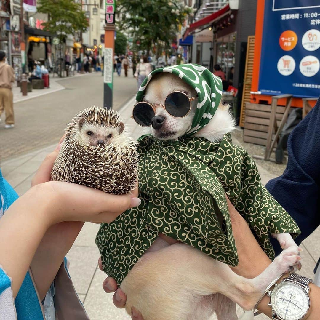 ラド&ティンクさんのインスタグラム写真 - (ラド&ティンクInstagram)「🦔❤️ 🐕  model ： チワワのもんじろうさん　@montjiro  Liam  今日、リアムを連れて浅草散策していたら、とってもお洒落で格好いいチワワを発見！  「一緒に写真撮らせてください」ってお願いして写真撮らせてもらいました😊  なんと、つかぴー　@darcytheflyinghedgehog ともお知り合いだったんだよ。 世の中、狭いね。  そして、そして、 一気にフォロワー増えて 10万フォロワーに❤️❤️❤️ 何か記念プレゼント企画考えなくちゃ！  #リアム #はりねずみのリアム #はりねずみ #ハリネズミ #針鼠 #ヨツユビハリネズミ #ヘッジホッグ  #ペット #ふわもこ部 #モフモフ #hedgehog #pygmyhedgehog #lovelypet #cuteanimals #hedgehogfamily #hedgie #Hérisson #igel#riccio #Erizo #고슴도치 #刺猬 #pecotv」9月22日 18時31分 - rado_pompon