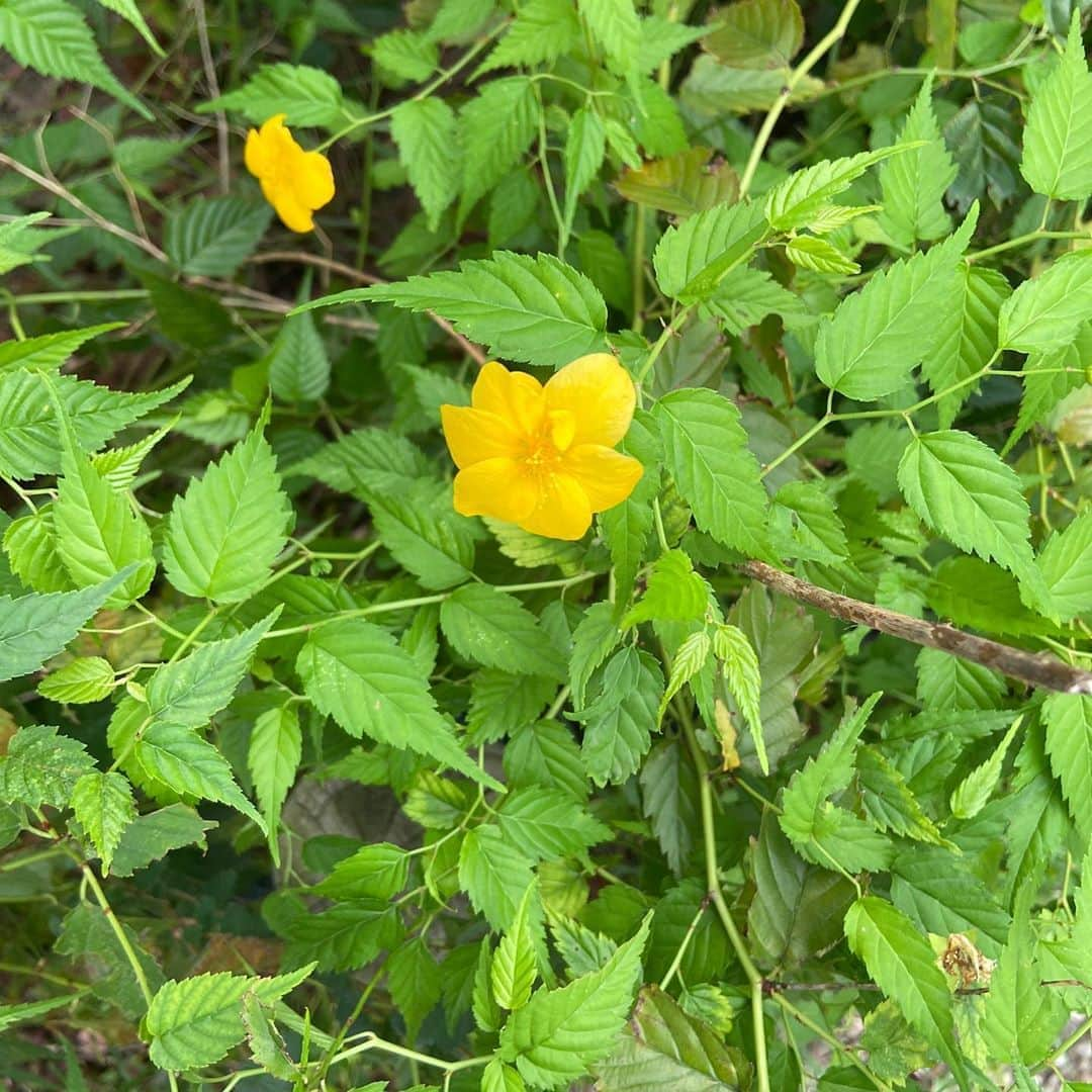 柴真緒のインスタグラム：「・ 秋分の日に、ヤマブキらしき花が咲いていた🌼 ヤマブキなら春の花で、万葉集にもでてくる日本に古くからあるお花。 調べていたら、秋に咲いちゃうこともあるそう。 近くに彼岸花も咲いていた。  #水コン #ミスコン #お茶大 #徽音祭」