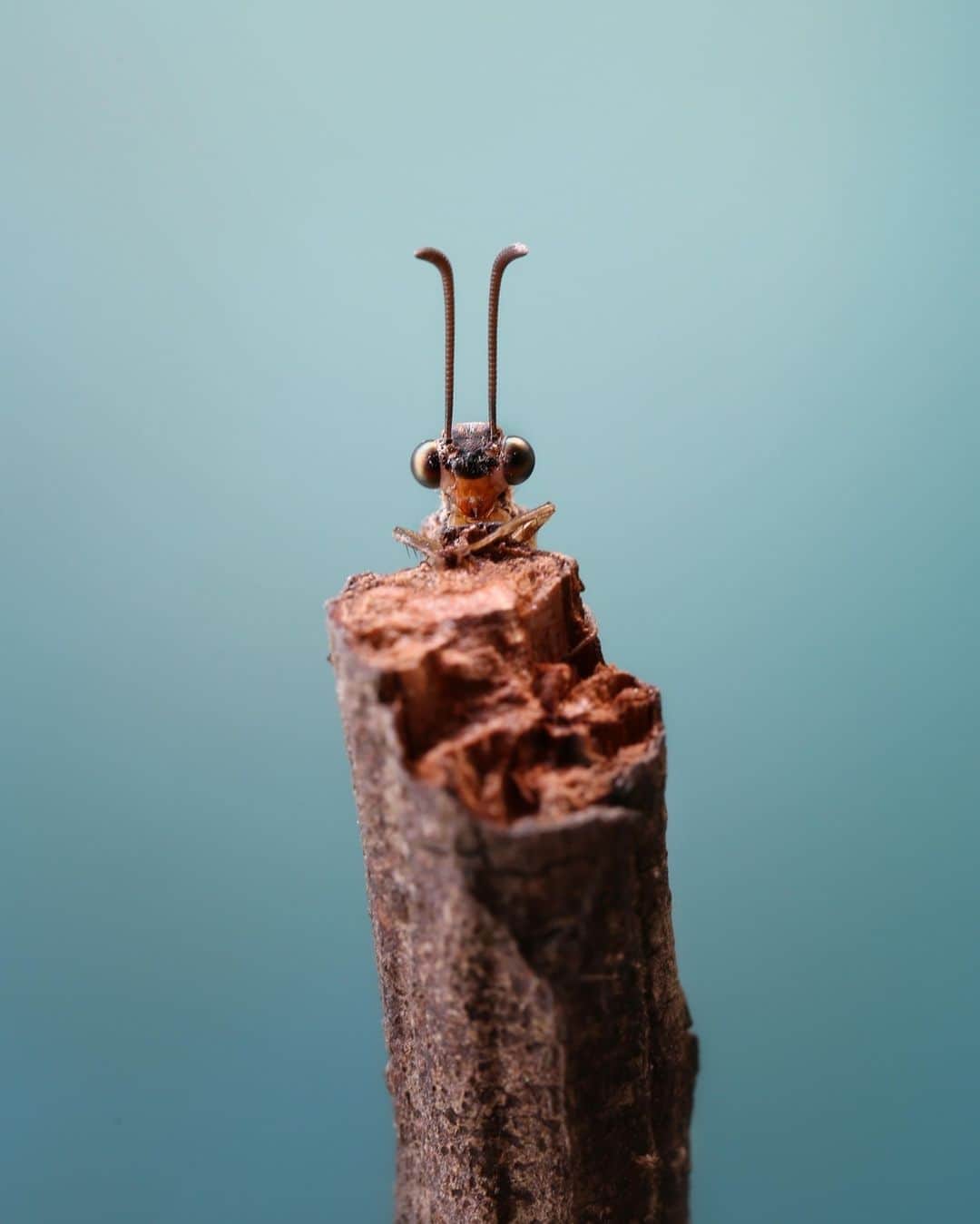 Canon Asiaのインスタグラム：「'Sit upright, cross your leg and stretch your feelers.'⁣ .⁣ We love how @tancekhiong took his time to photograph this polite-looking Antlion resting in a cross-legged position. The complementary colours  and simplistic central composition added a sense of style and elegance to this macro shot. ⁣ .⁣ By the way, did we mention that this antlion is @tancekhiong's pet? ⁣ .⁣ 📷 Image by @tancekhiong using the Canon EOS 6D  EF100mm f/2.8L Macro IS USM  f/8  ISO 400  1/25s  100mm⁣ .⁣ Want your photos to be featured too? Tag them with #canonasia or submit them on My Canon Story, link in bio!⁣ .⁣ #canonasia #photography #explore #insects #macro #macrophotography #framing #canon #lens #inspiration #animals #nature #colours #antlion」