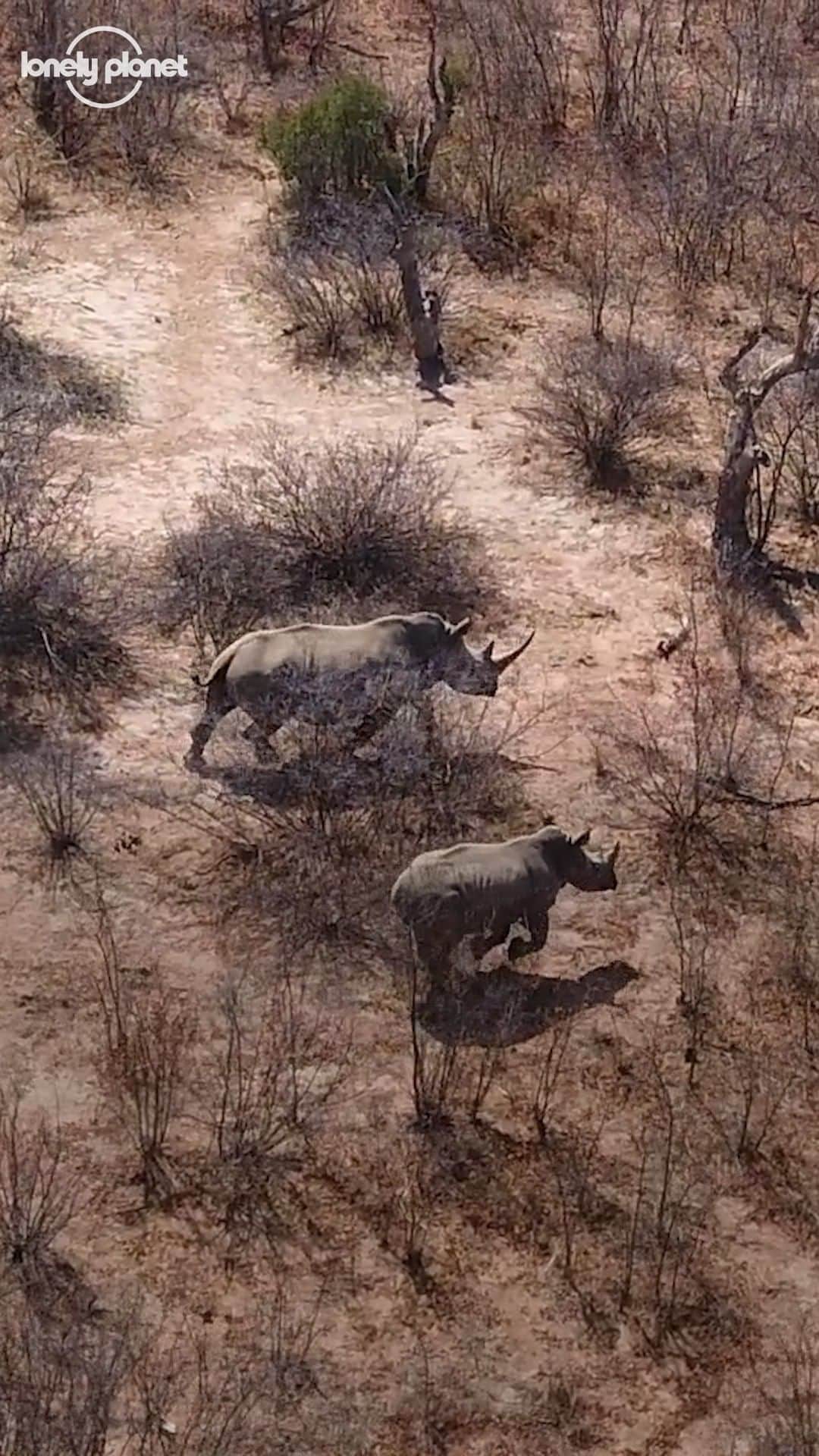 Lonely Planetのインスタグラム：「Animal experts say poaching is as much an epidemic for rhinos as Covid-19 is for humans. Learn how some conservation organizations in Africa are working to save these majestic endangered animals.   @marataba_  @olpejeta @wearefranklinbailey   Read the full article: https://www.lonelyplanet.com/articles/pandemic-rhino-conservation」