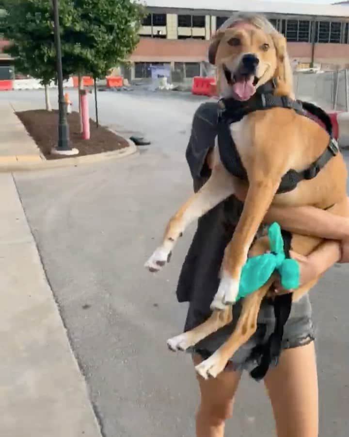 ダニエル・クヌッドソンのインスタグラム：「Now that's love 🐾🐕♥️, Benny tapped out from his walk  #LOVEHIMSOMUCH #dogsofinstagram #doglovers」