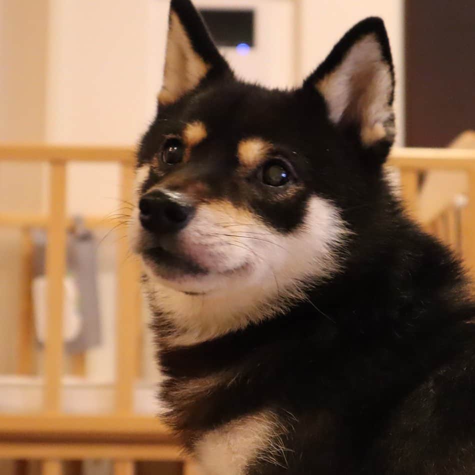 まめ丸のインスタグラム：「* * ちび丸くんお風呂中のベビーベッドを警備中🐶❣️ たまにはキリッ✨としたぼくも いいでしょ🐶💓 * * #マメソック #なんかこのお写真ふとってみえるね * #柴犬#豆柴#柴#黒柴#犬#しばいぬ#shiba#shibainu#shibastagram#shibadog#ig_japan#ig_dogphoto#puppy#instadog#dogstagram#dog#petstagram#pet#강아지#dailyfluff#weeklyfluff#いぬのきもち#いぬのきもち部」