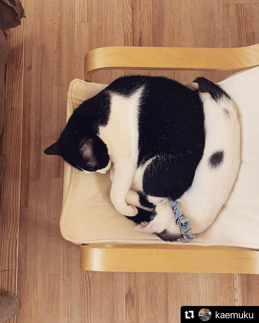 ねこさんのインスタグラム写真 - (ねこInstagram)「【#ねこは人を笑顔にする】❣️ 分かる‼️‼️人間の自分も、そこのスペース好きです👩🏻‍🦰💕 @kaemuku さん、ありがとう🐾💓 #Repost @kaemuku with @make_repost ・・・ 猫にとってはゆずれない最高の椅子らしい . . . #ikea #ねこら部 #ねこは人を笑顔にする #保護猫#猫好きさんと繋がりたい #さび猫  #ハチワレ#todomath」9月22日 22時07分 - neko_magazine