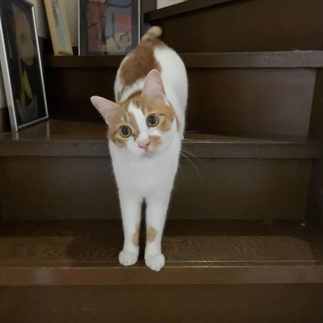 Kachimo Yoshimatsuさんのインスタグラム写真 - (Kachimo YoshimatsuInstagram)「階段の途中で降りようかどうしようか悩んでます。 #うちの猫ら #oinari #猫 #ねこ #cat #ネコ #catstagram #ネコ部 http://kachimo.exblog.jp」9月22日 22時11分 - kachimo