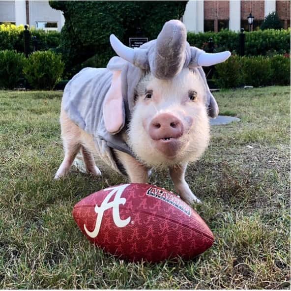 のインスタグラム：「Silly Pop is channeling his favorite mascot today, @ua_big_al in honor of #ElephantAppreciationDay! We are so excited for Alabama’s first game this weekend!🐷🏈🐘#bigal #alabamacrimsontide #rolltide #PrissyandPop」