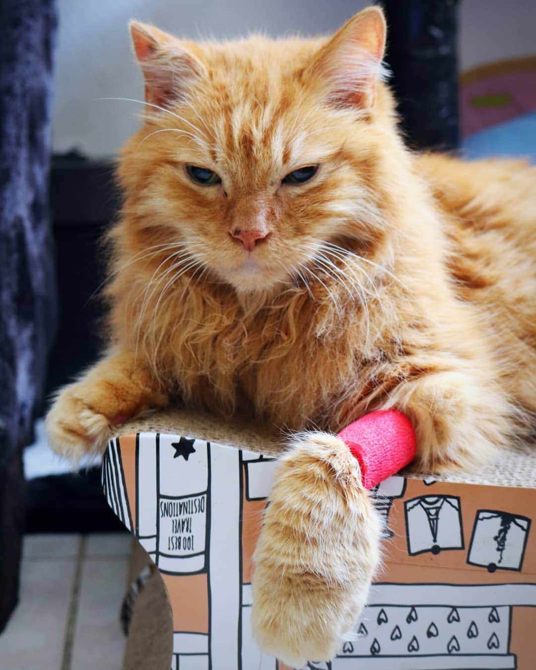 Homer Le Miaou & Nugget La Nugさんのインスタグラム写真 - (Homer Le Miaou & Nugget La NugInstagram)「He is home!!!!🙆🏻‍♀️😻🙆🏻‍♀️ Look how big his paw with the bandage got compared got!!! No worries, after i took it of it will be back to normal very quick.😉  They took four teeth out, so it was really needed! I'm glad that he is not toothless 🦷😺🦷 Everything went well during the surgery. He spent the night at the clinic and tried to bite the nurse this morning so i know he is on the way back to his normal self!🐯 Now he is on antibiotics again for a 10 days.  They made a total bloodwork test and his thyroid levels are still good. A bit higher than wanted for some but still not bad, it's just like 0,01 point over the normal limit so it is good too.😺 We've discovered that his potassium level is very low though, so he has a new treatment to take for this too, hoping to make it better. He has an appointment to control it with a new bloodwork in 3 weeks. He now has 3 meds to take everyday so that's going to be fun but it's for his good so we will do it!👍🏻 All in all, he is healthy and will be even more now that his teeth troubles are gone. And i am so so so relieved that everything went well and to have him back home. Thanks to you, your support, love and donations so, again: Thank you so much!!!🙇🏻‍♀️😻🙇🏻‍♀️ (The four teeth extracted and the new meds added 110e to the bill and the next appointment will be 150e. I still has no job whatsoever and i did forgot gofundme+stripe are taking big taxes so i'm still 300e short. The vet told me i can pay the rest in three weeks. I know some of you reached wanting to help even after the original goal was reached so if you still can/wants to, please let me know. Again and again, Thank you! We fluff you 💗)」9月22日 22時18分 - homer_le_chat