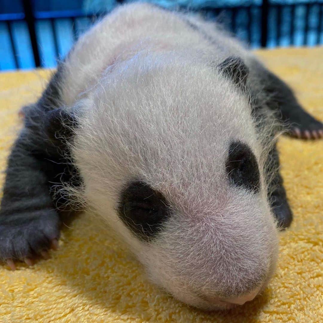 スミソニアン国立動物園さんのインスタグラム写真 - (スミソニアン国立動物園Instagram)「ICYMI: 🐼❤️ Our one-month-old giant panda cub had its first veterinary exam over the weekend! ✏️ READ THE UPDATE: https://s.si.edu/33Qaadl. (Link in bio) #PandaStory #PandaCubdates」9月22日 22時52分 - smithsonianzoo