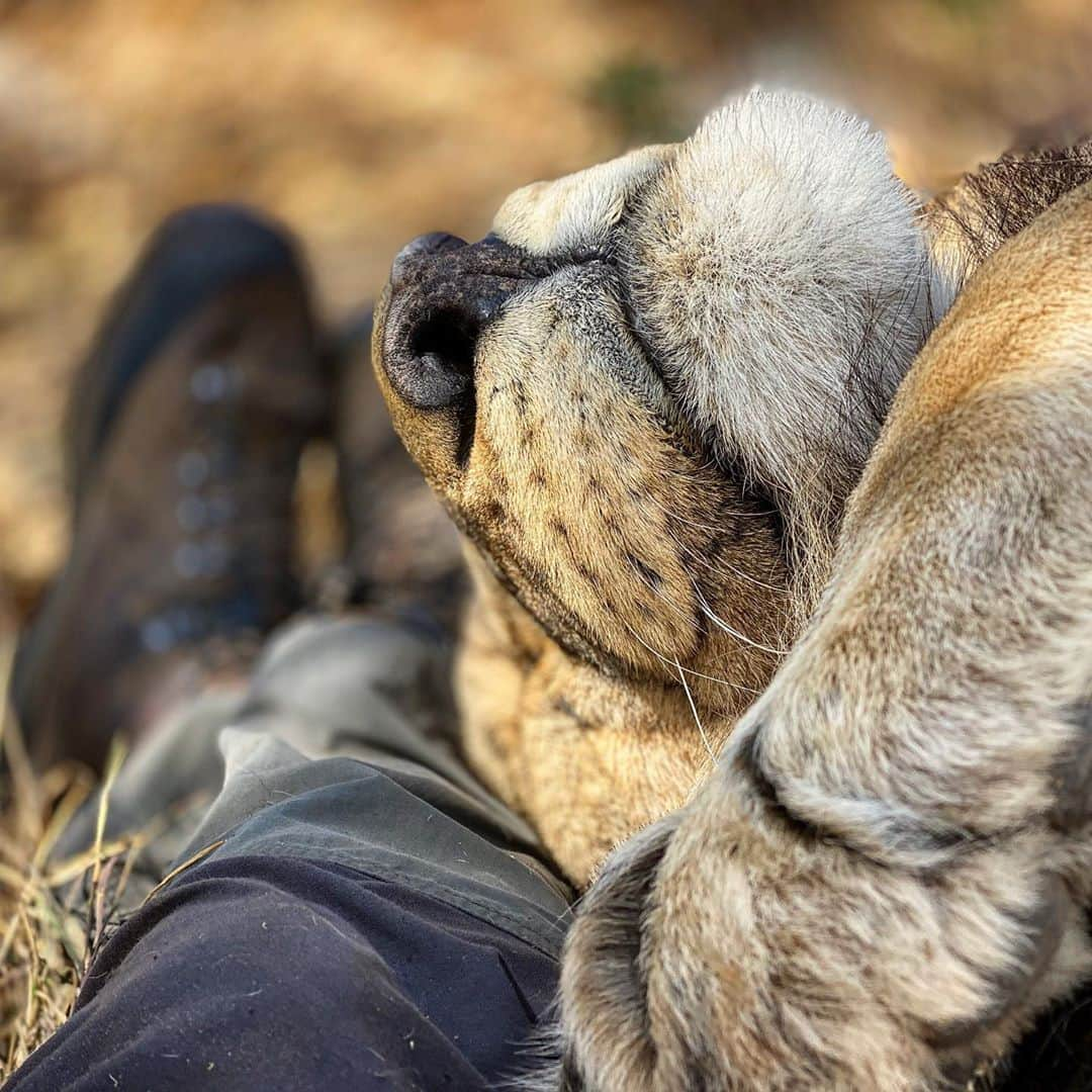 Kevin Richardson LionWhisperer さんのインスタグラム写真 - (Kevin Richardson LionWhisperer Instagram)「A comfortable pillow always makes for better sleep 💤」9月22日 23時17分 - lionwhisperersa