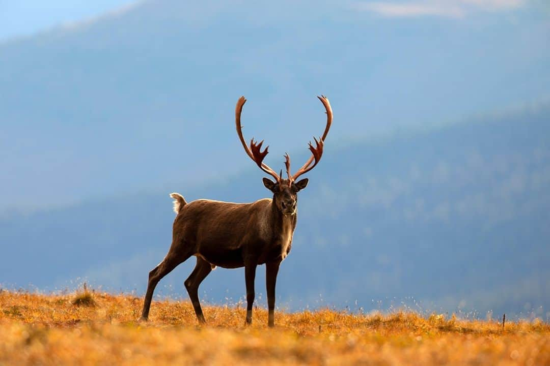 アニマルプラネットさんのインスタグラム写真 - (アニマルプラネットInstagram)「Happy #firstdayoffall! Take a look at this picture from @ianshivephoto: "A caribou! He only gave me a quick pause before he snorted and ran off the other direction, rejoining his herd in Arctic National Wildlife Refuge, Alaska." Take a look at more of Ian’s autumn photography at discovery.com/fallphotos  . . . . . . . #caribou #alaska #animal #mammal #autumn #firstdayoffall #fall #arcticnationalwildliferefuge #arcticrefuge #autumnequinox」9月22日 23時44分 - animalplanet