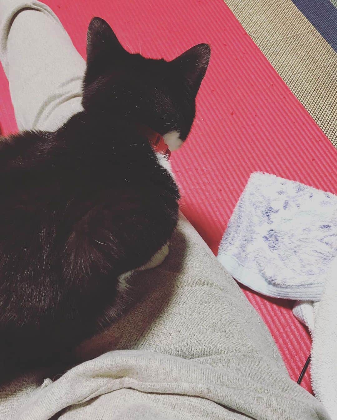 もじゃころのインスタグラム：「【季節の変わり目のお知らせ】  ついに今年も初膝が観測されました！！！！！ チョッチュ具志コロペッペ誤作動キター😂💕💕 なんと自ら悪夢の膝にピットイン🤣🤣🤣  👩🏻🎤👨🏻「今日火曜日だけど大丈夫ですか？」 👩🏻🎤👨🏻「今年の初膝はいかがですか？」 と念のため本人に聞いてみましたがノーコメントでした😂大好き❤ぜひ明日も乗ってくれ！！  #チョッチュ具志コロペッペ  #チョッチュ具志コロペッペ誤作動  #あいちゃんの膝の上」