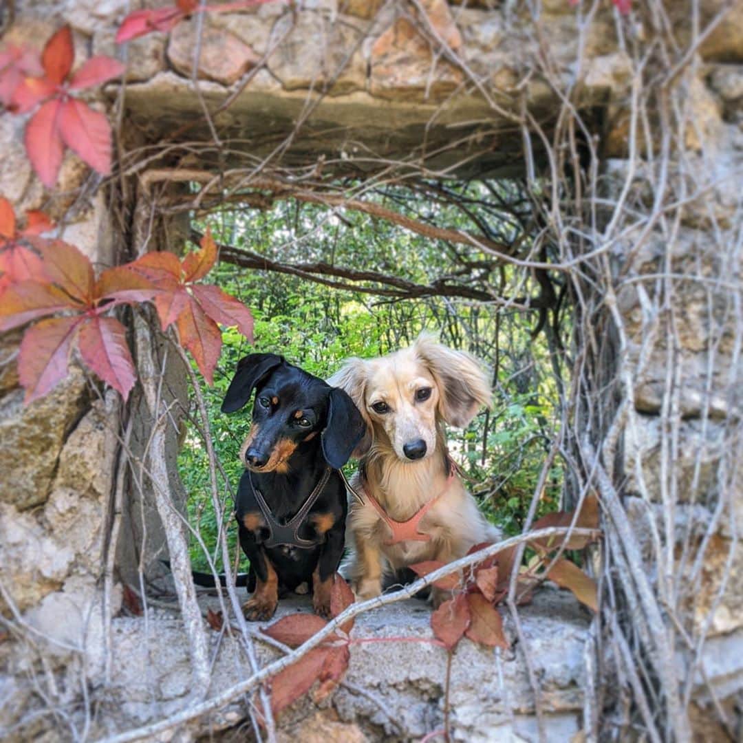 Crusoe the Celebrity Dachshundのインスタグラム：「“If we were a couple this might even be romantic” ~ Crusoe」
