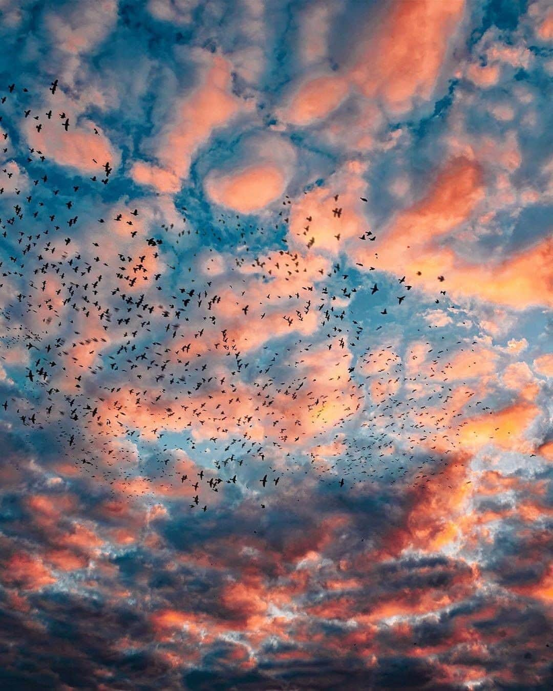 Discover Earthさんのインスタグラム写真 - (Discover EarthInstagram)「These skies...Did you ever see such beautiful colours ? Looks like the bird's migration started ! Pictures by @my_soulwax  #discoversunset #birdsofinstagram #sunsets」9月23日 0時01分 - discoverearth