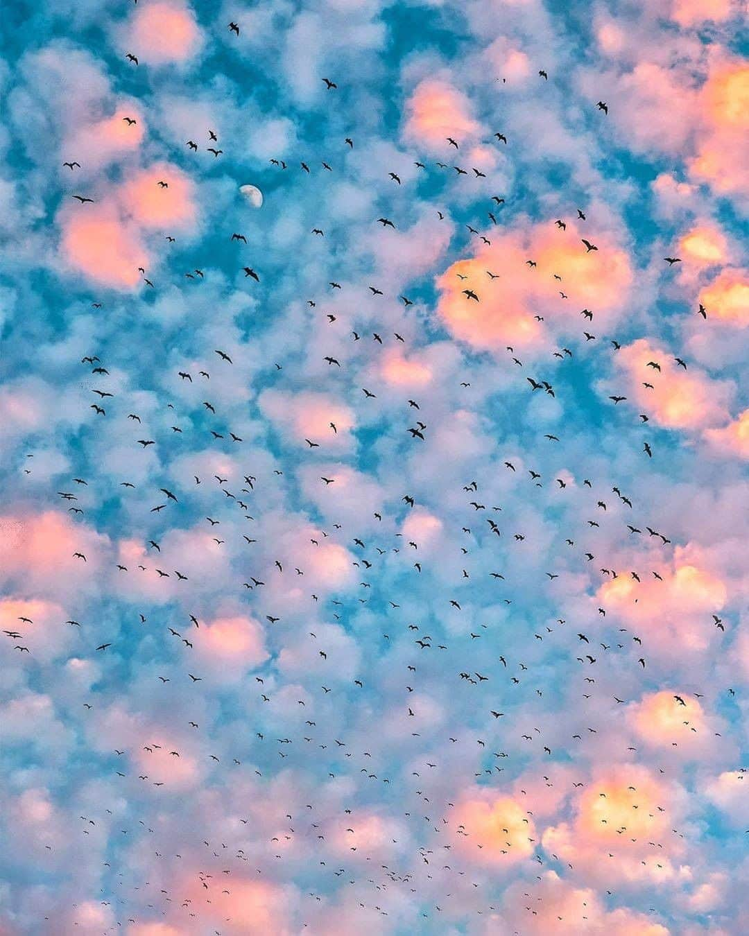 Discover Earthさんのインスタグラム写真 - (Discover EarthInstagram)「These skies...Did you ever see such beautiful colours ? Looks like the bird's migration started ! Pictures by @my_soulwax  #discoversunset #birdsofinstagram #sunsets」9月23日 0時01分 - discoverearth