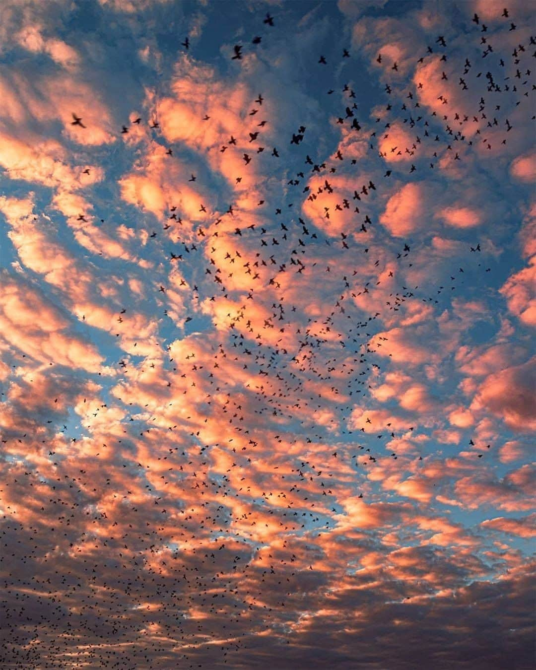 Discover Earthさんのインスタグラム写真 - (Discover EarthInstagram)「These skies...Did you ever see such beautiful colours ? Looks like the bird's migration started ! Pictures by @my_soulwax  #discoversunset #birdsofinstagram #sunsets」9月23日 0時01分 - discoverearth