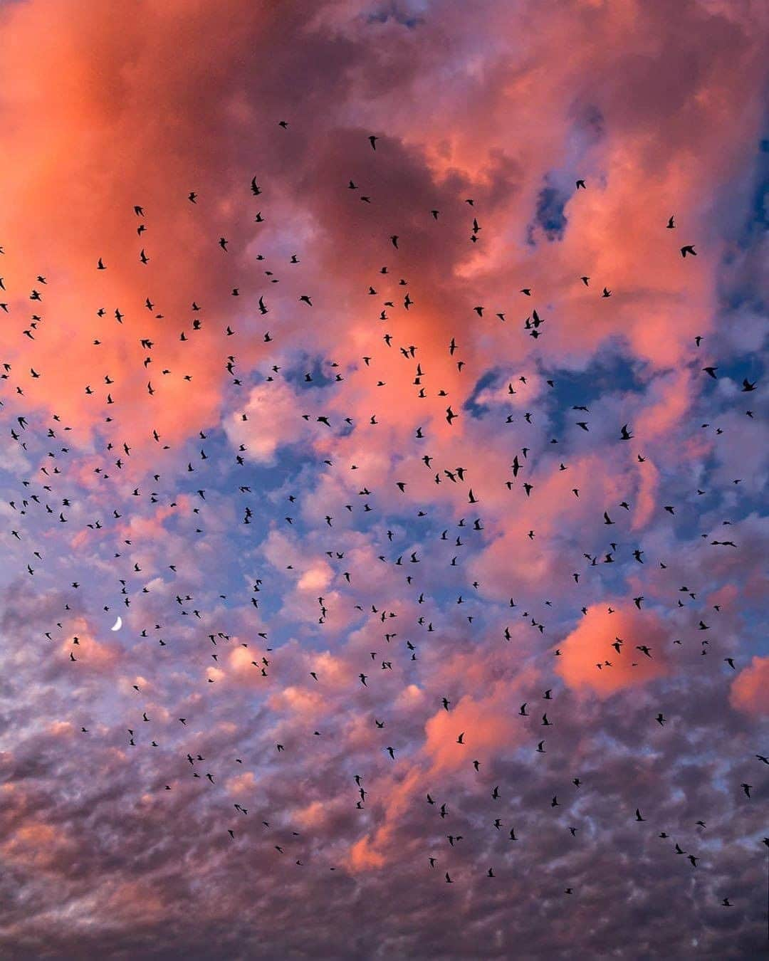 Discover Earthさんのインスタグラム写真 - (Discover EarthInstagram)「These skies...Did you ever see such beautiful colours ? Looks like the bird's migration started ! Pictures by @my_soulwax  #discoversunset #birdsofinstagram #sunsets」9月23日 0時01分 - discoverearth