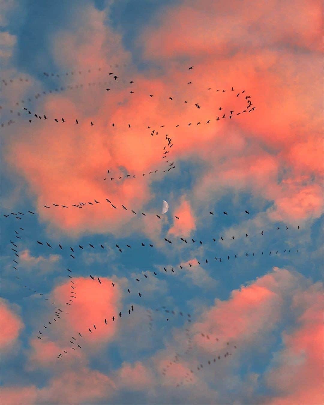 Discover Earthさんのインスタグラム写真 - (Discover EarthInstagram)「These skies...Did you ever see such beautiful colours ? Looks like the bird's migration started ! Pictures by @my_soulwax  #discoversunset #birdsofinstagram #sunsets」9月23日 0時01分 - discoverearth