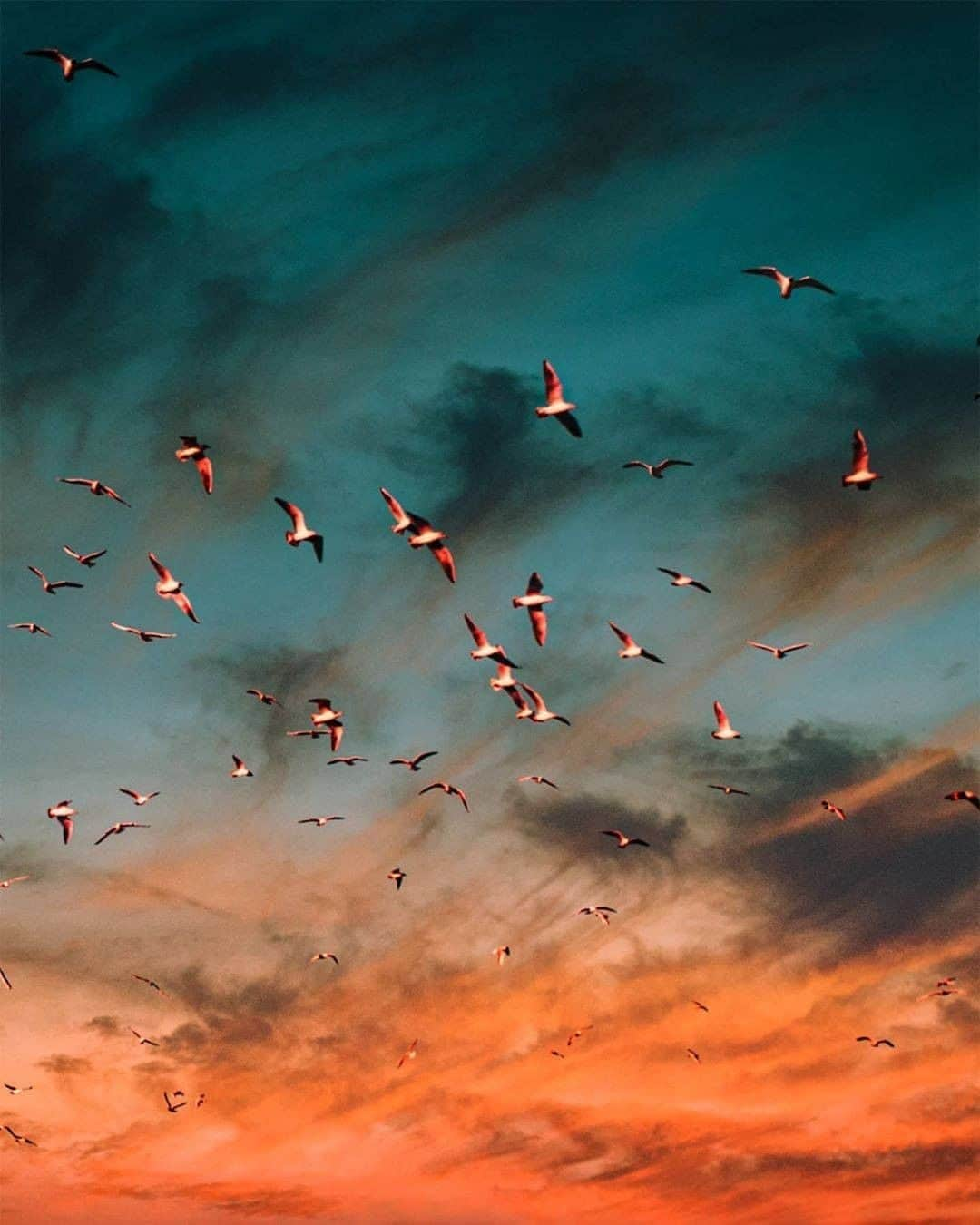 Discover Earthさんのインスタグラム写真 - (Discover EarthInstagram)「These skies...Did you ever see such beautiful colours ? Looks like the bird's migration started ! Pictures by @my_soulwax  #discoversunset #birdsofinstagram #sunsets」9月23日 0時01分 - discoverearth