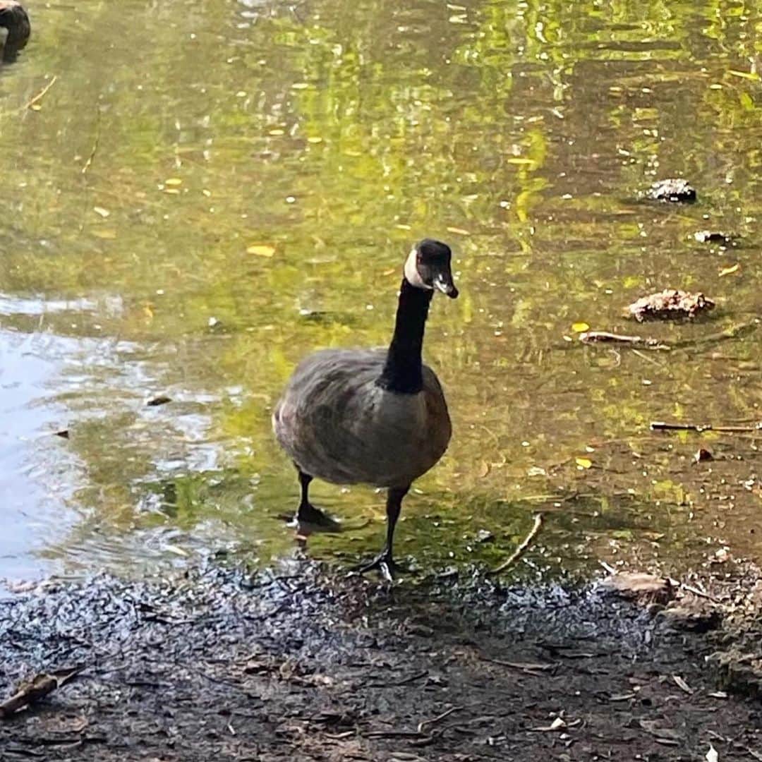 エラ・ヘンダーソンさんのインスタグラム写真 - (エラ・ヘンダーソンInstagram)「Here’s a cute pic of my mum & I in the park this morning soaking up that last bit of sun in the UK☀️... right before I nearly shat myself from the wild winged wanderer creeping up behind us! Guess I’ve always been at one with nature 😂😂😂😂🤔 #EmbraceTheWild #AtOneWithNature #MummyDaughterTime x.  E」9月22日 23時53分 - official_ellahenderson