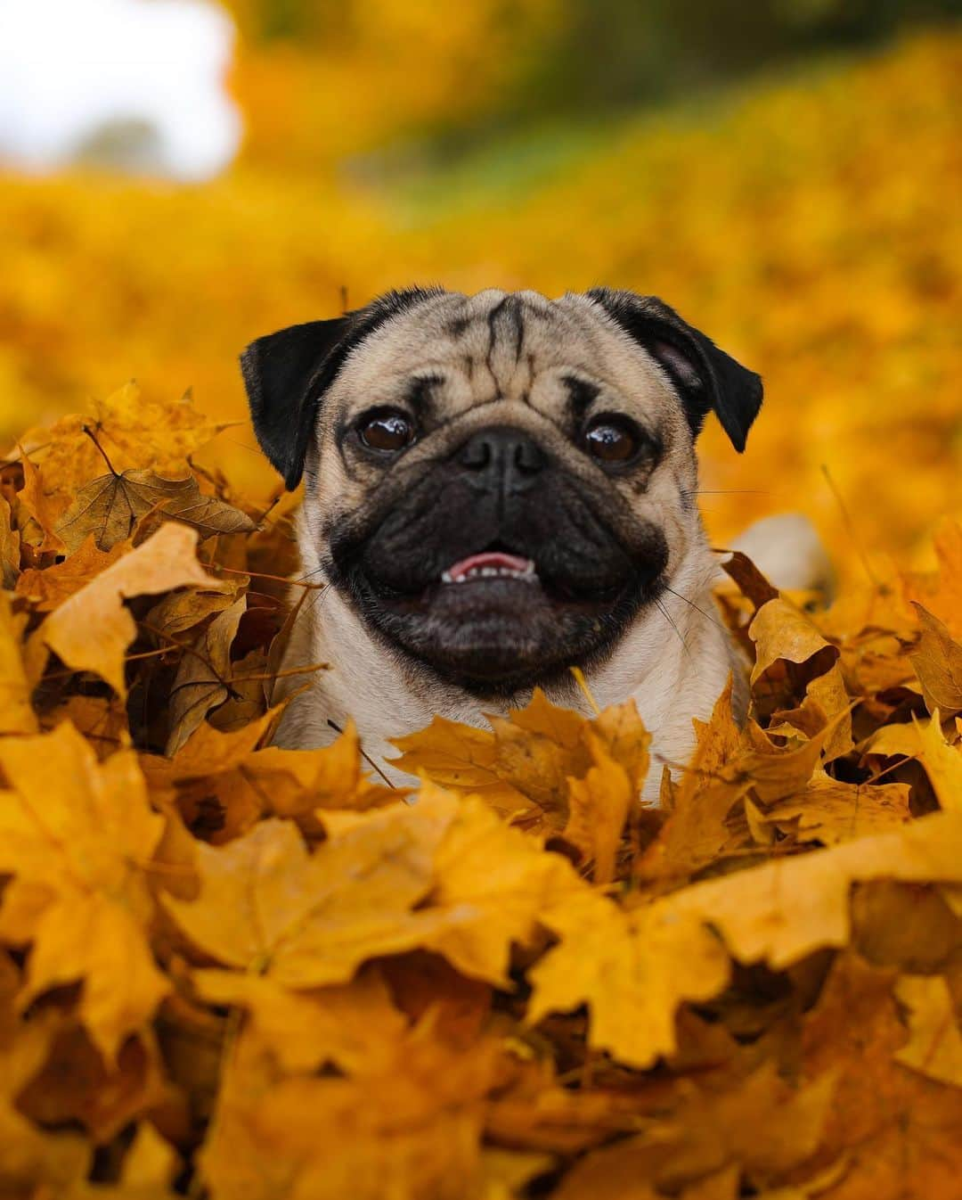 itsdougthepugさんのインスタグラム写真 - (itsdougthepugInstagram)「“Let’s Fall in love” -Doug • Happy first day of Fall!! 🍁」9月23日 0時11分 - itsdougthepug