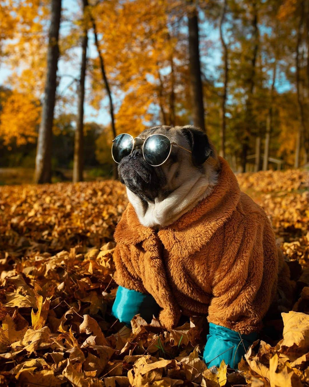 itsdougthepugさんのインスタグラム写真 - (itsdougthepugInstagram)「“Let’s Fall in love” -Doug • Happy first day of Fall!! 🍁」9月23日 0時11分 - itsdougthepug