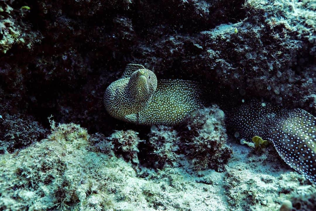 And Youさんのインスタグラム写真 - (And YouInstagram)「Hiding from the work week like....   . . . . .  #sealife #staysalty #underwaterphotography #water_of_our_world #padi #madeofocean #adventureculture #saveouroceans  #hawaiian #hawaiiunchained #hawaiilife  #focalmarked」9月23日 6時00分 - dolphinsandyou