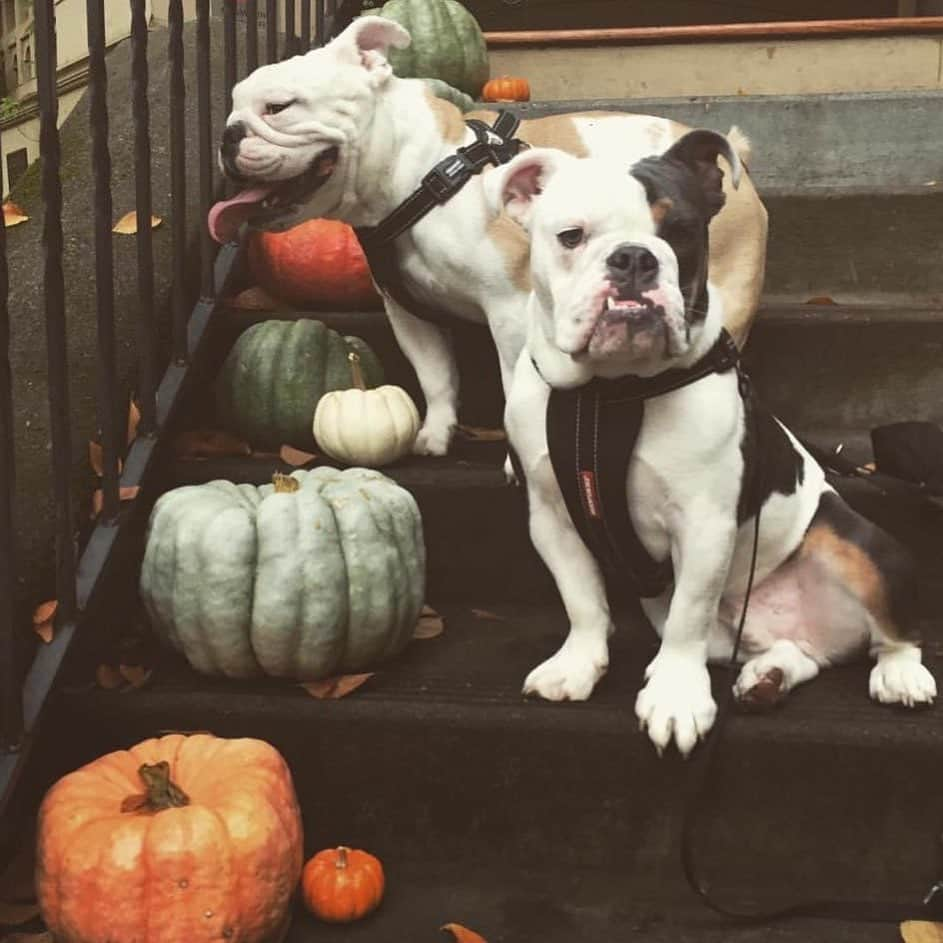 Bodhi & Butters & Bubbahのインスタグラム：「Missing my little pumpkin spice a latte 💗🎃🐶  . . . . . #pumpkin #psl #season #fall #bulldog #mylove #mylife #forever #missyou #so #much #dog #mom #life #cute #boy #brothers #bffs #dogsofinstagram #bestoftheday #smile」